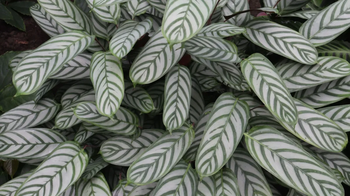 Calathea Care: The Complete Guide