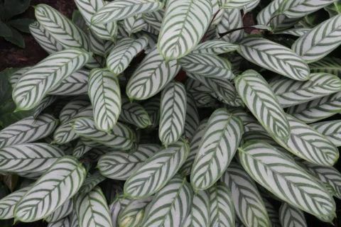Calathea