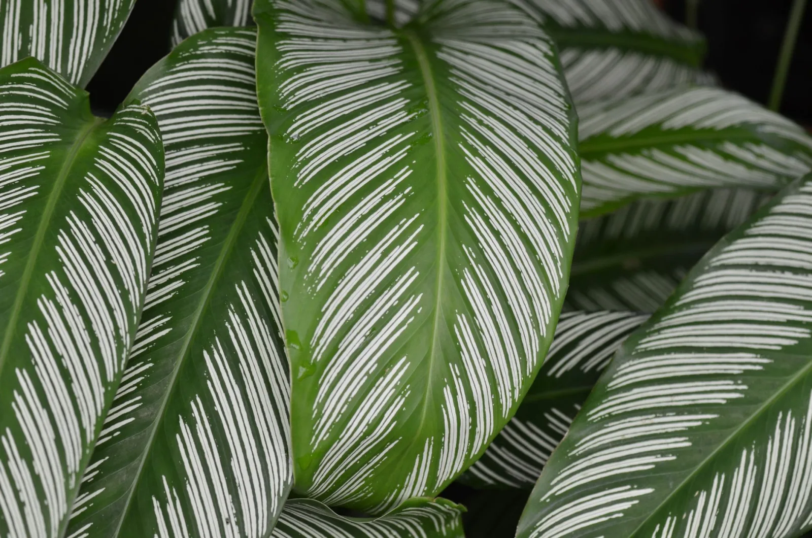 Calathea Care: The Complete Guide - 2