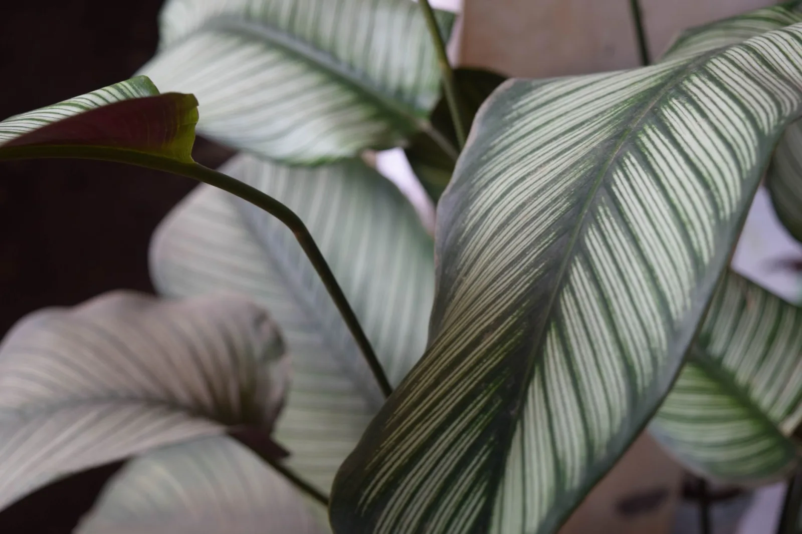 Calathea Care: The Complete Guide - 3