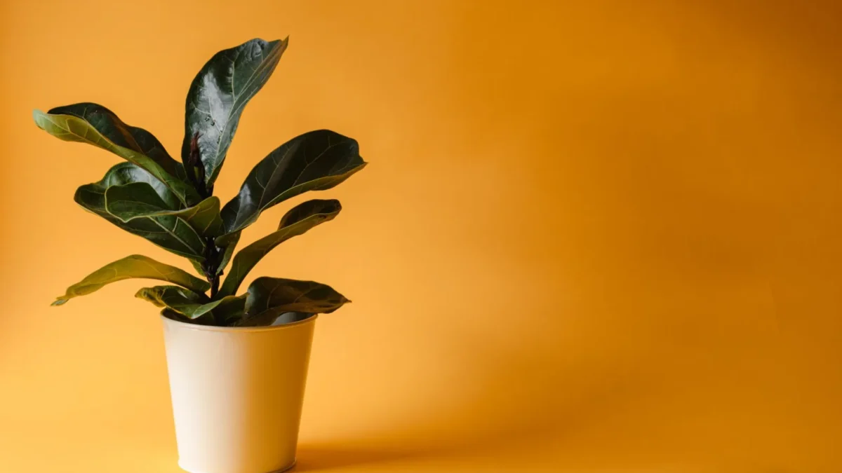 Fiddle Leaf Fig Care: The Complete Guide