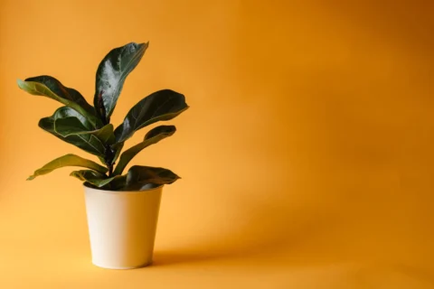 Fiddle Leaf Fig