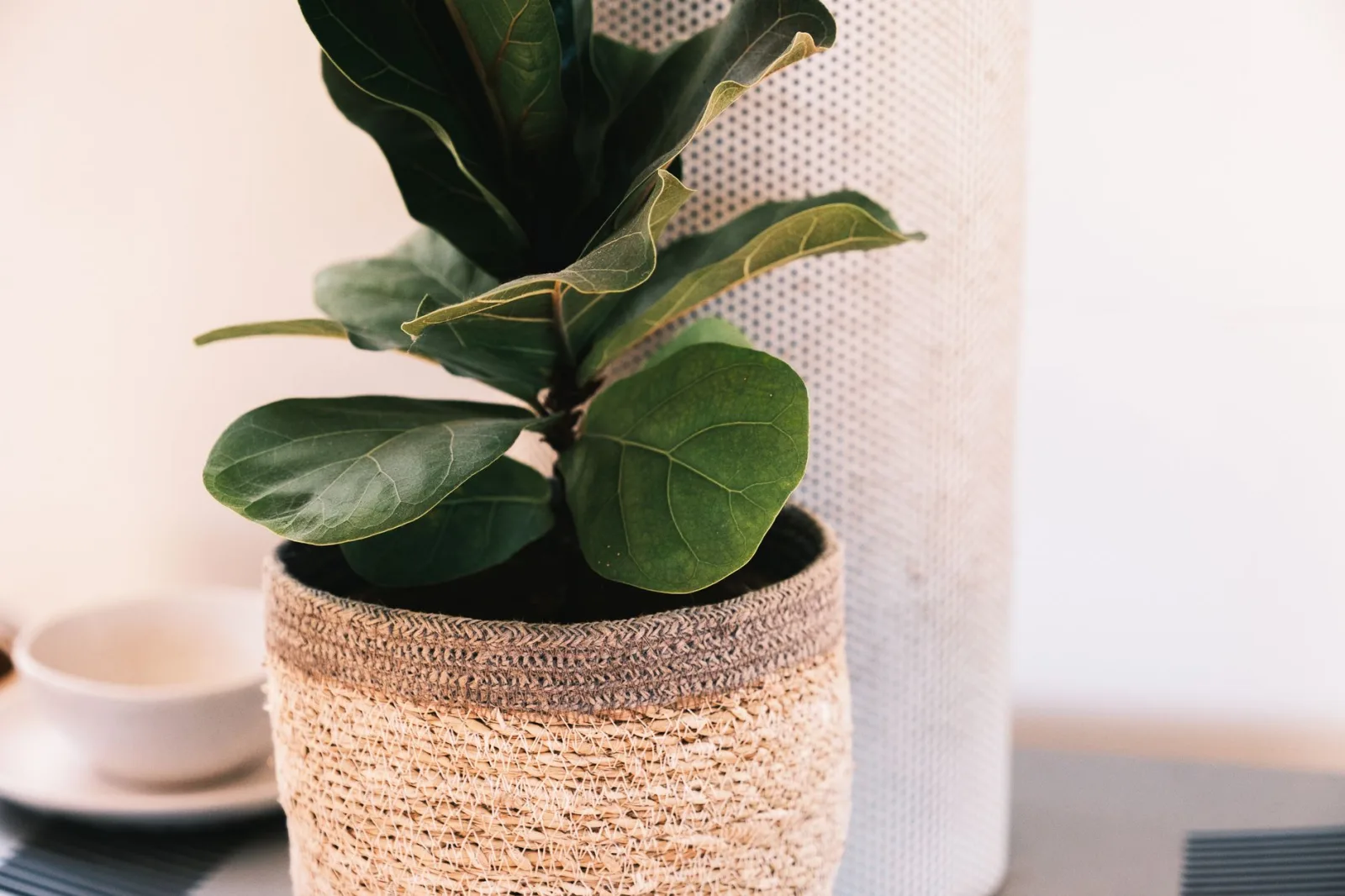 Fiddle Leaf Fig Care: The Complete Guide - 2