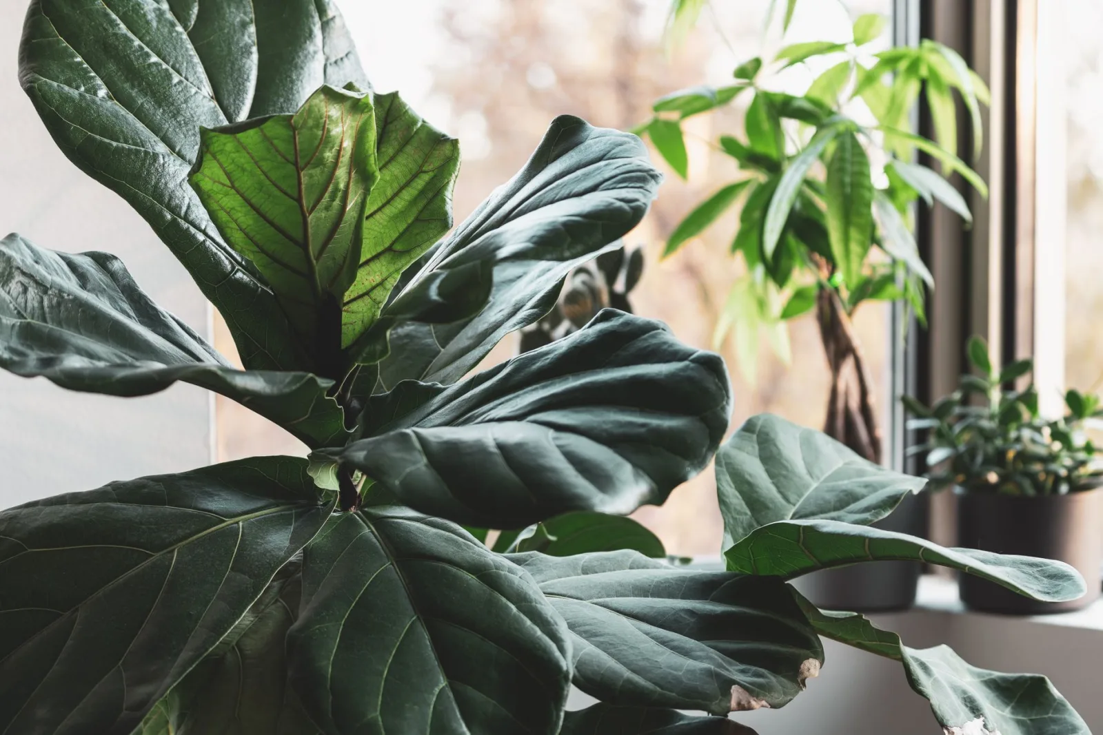 Fiddle Leaf Fig Care: The Complete Guide - 3