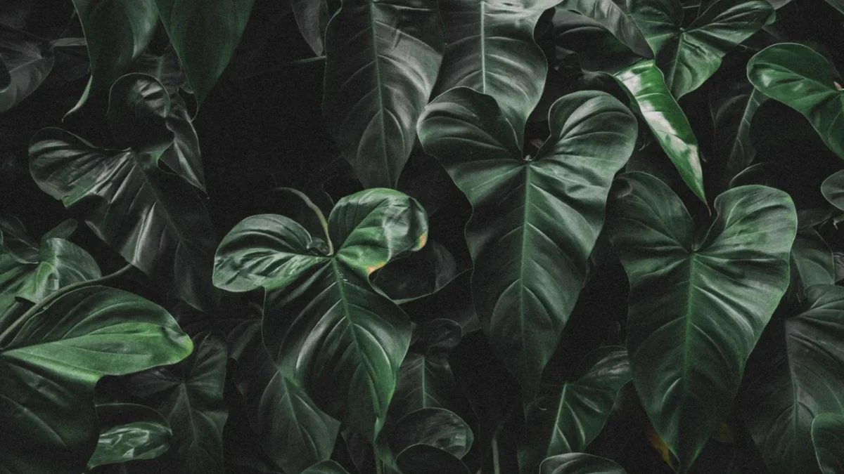 Heartleaf Philodendron Care: The Complete Guide