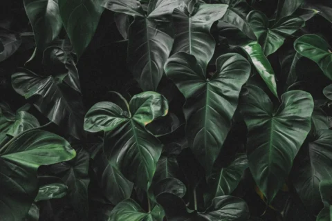 Heartleaf Philodendron