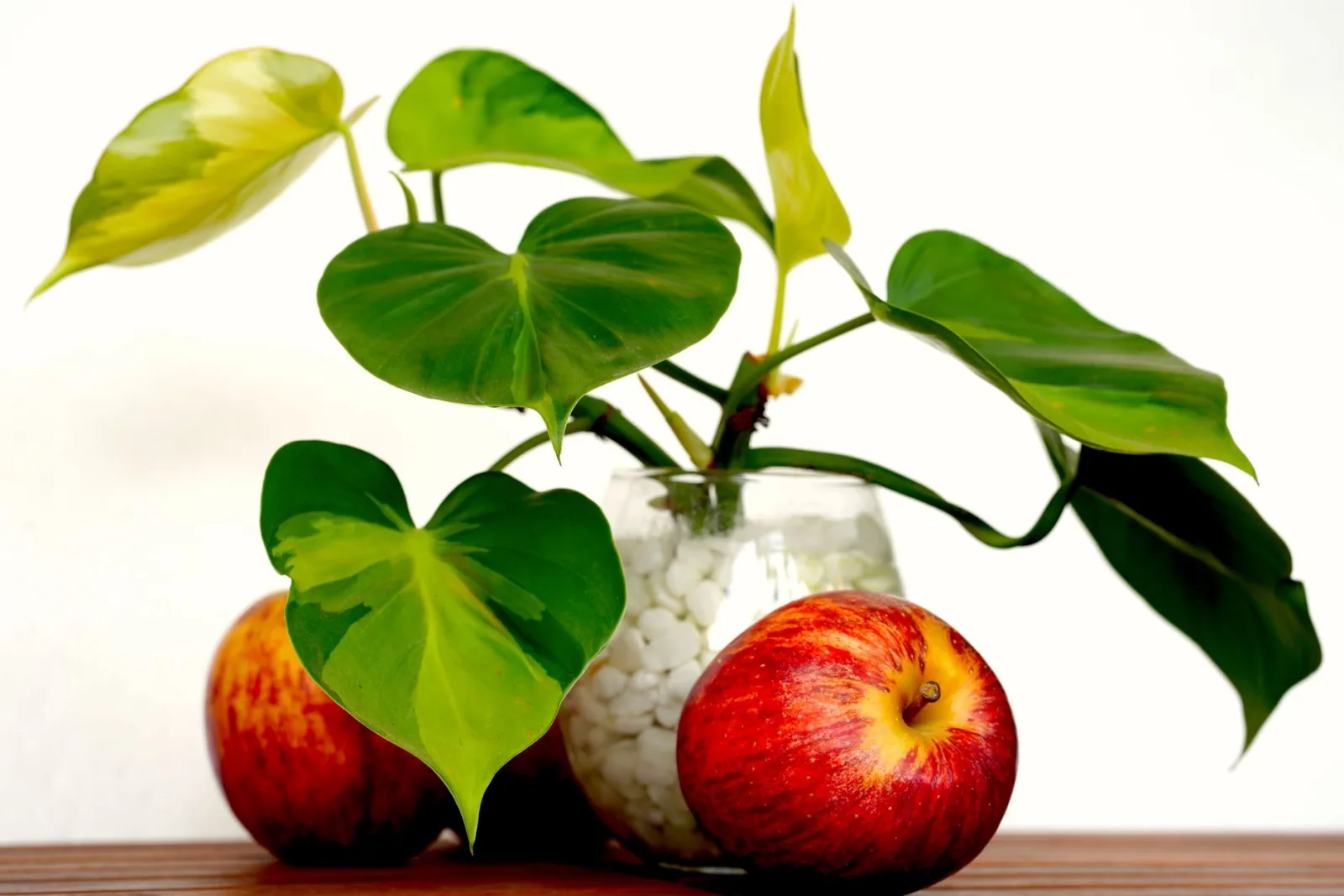 Heartleaf Philodendron Care: The Complete Guide - 2
