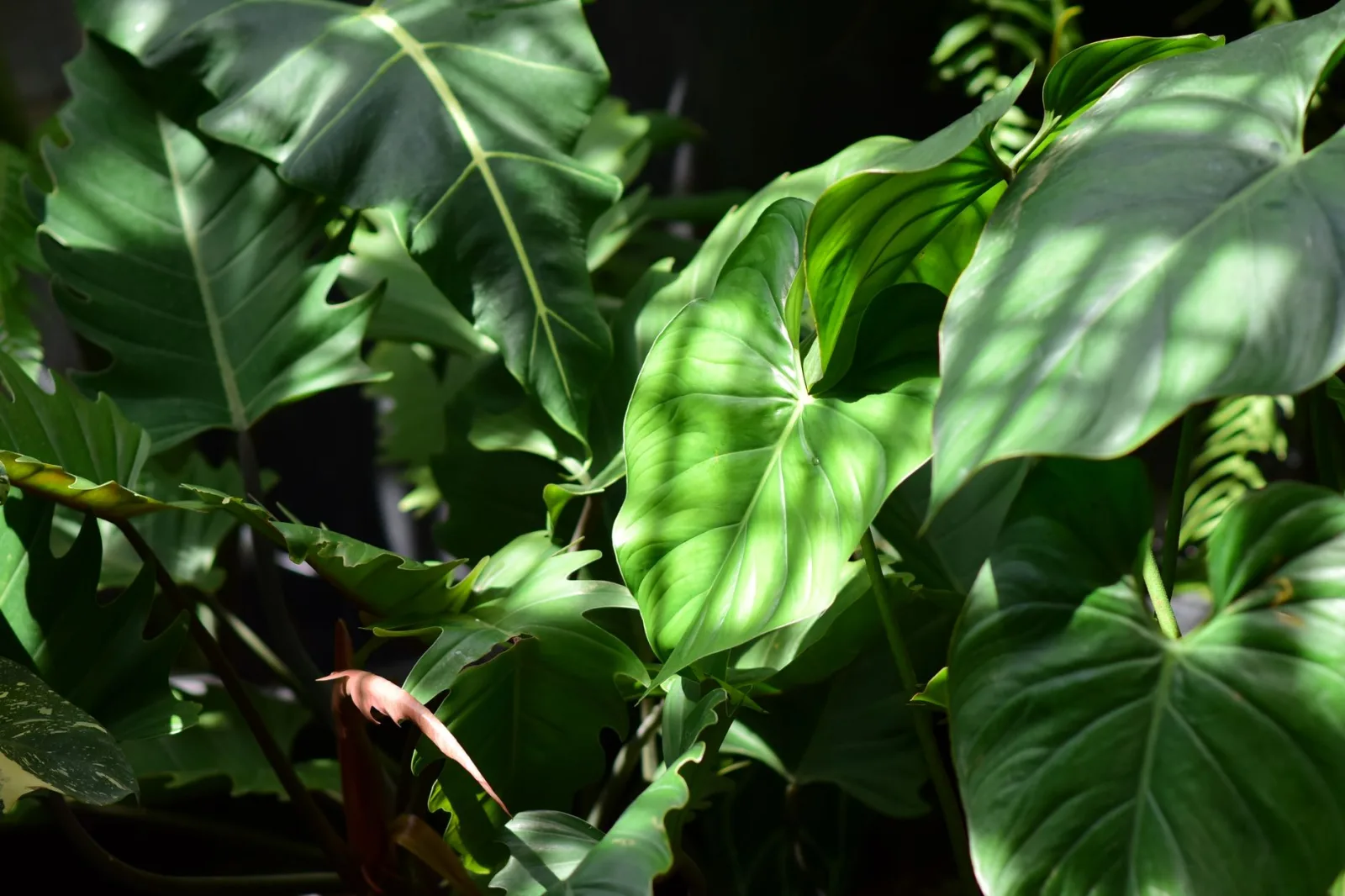 Heartleaf Philodendron Care: The Complete Guide - 3