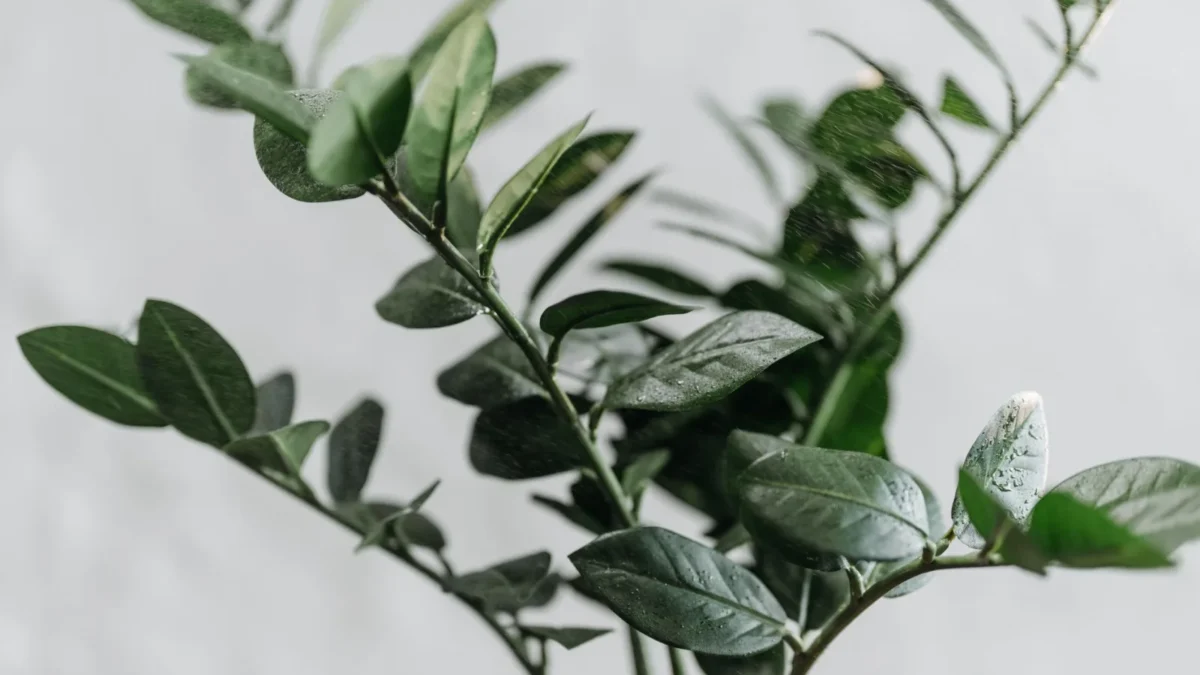 How Often Should You Water a ZZ Plant?
