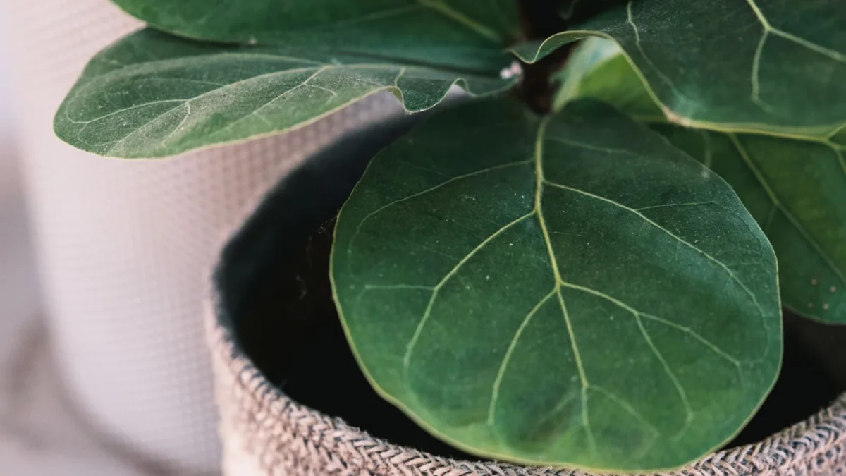 How Often Should You Water Fiddle Leaf Fig?