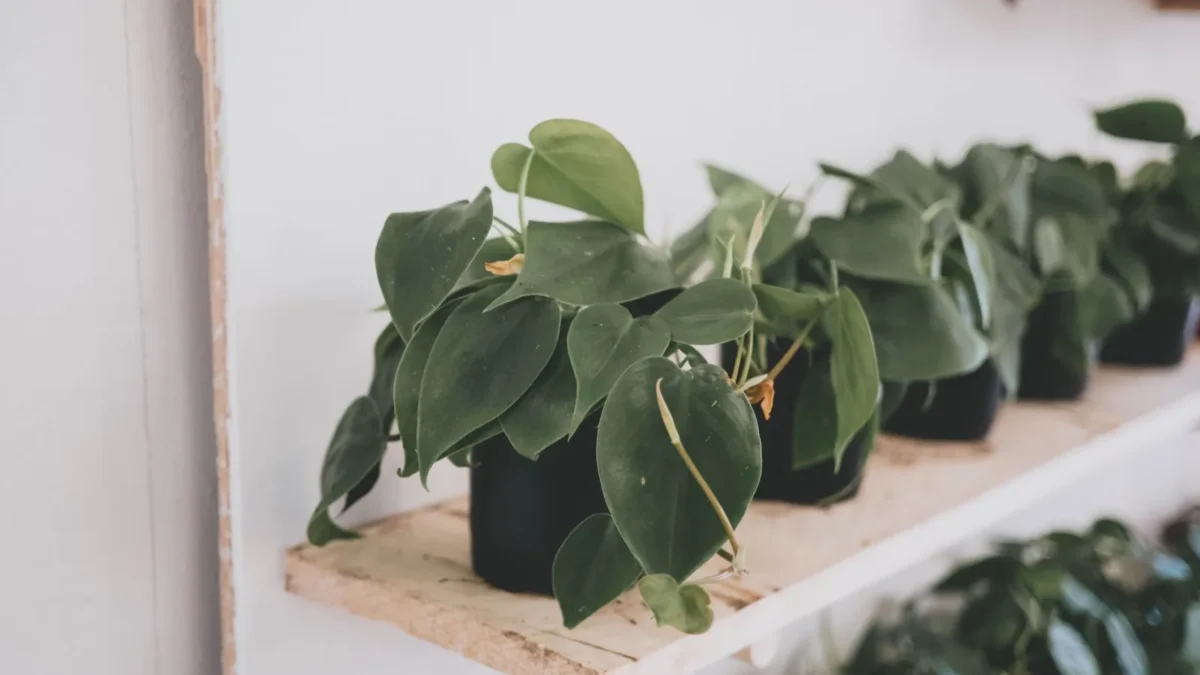 How Often Should You Water Heartleaf Philodendron?