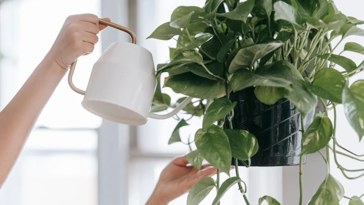 How Often Should You Water Pothos?