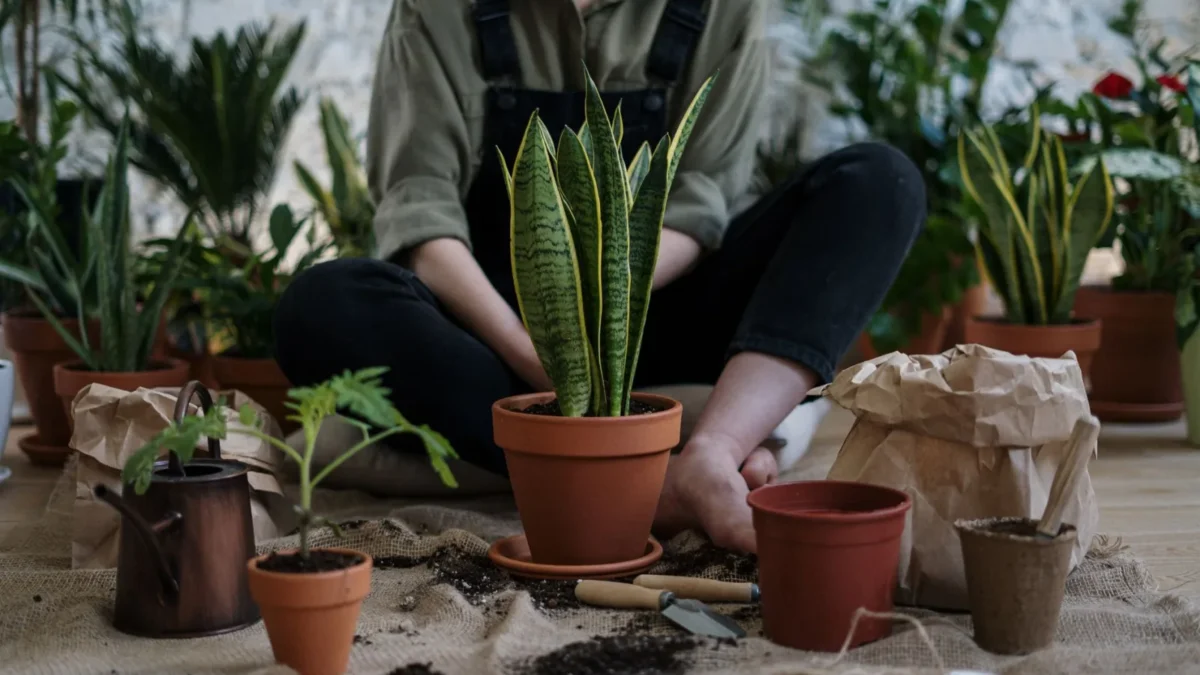 How Often Should You Water Your Snake Plant?