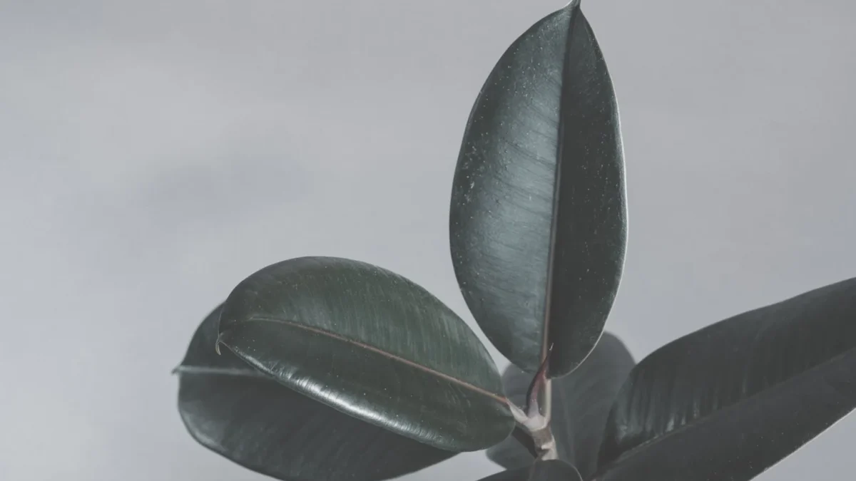 How to Propagate a Rubber Plant: Step-by-Step Guide
