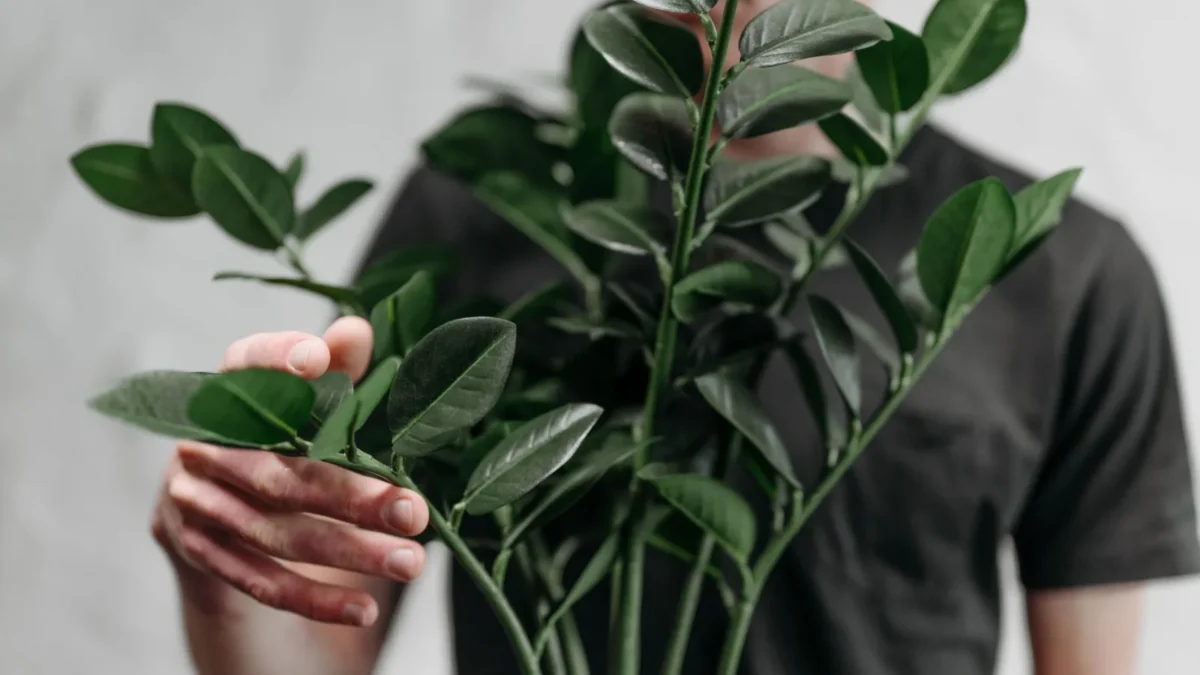 How to Propagate a ZZ Plant: Step-by-Step Methods