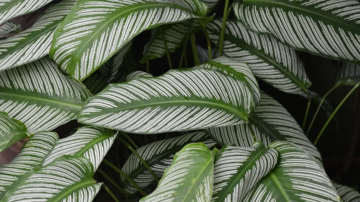 How to Propagate Calathea: Step-by-Step Instructions