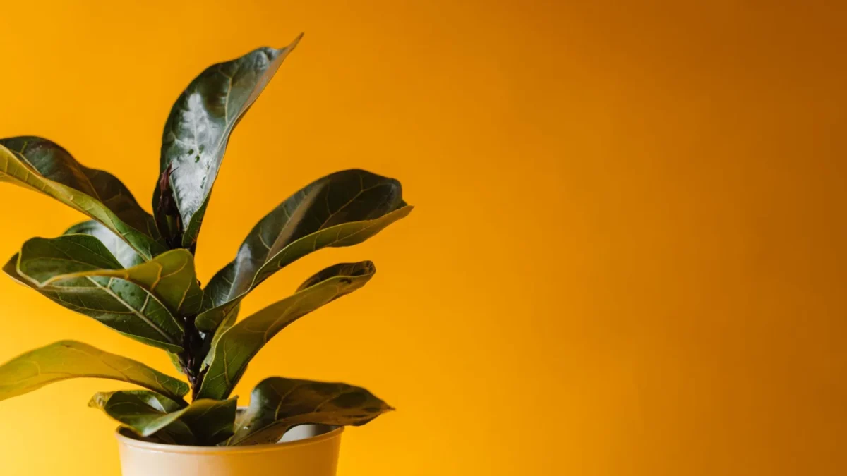 How to Propagate Fiddle Leaf Fig from Cuttings