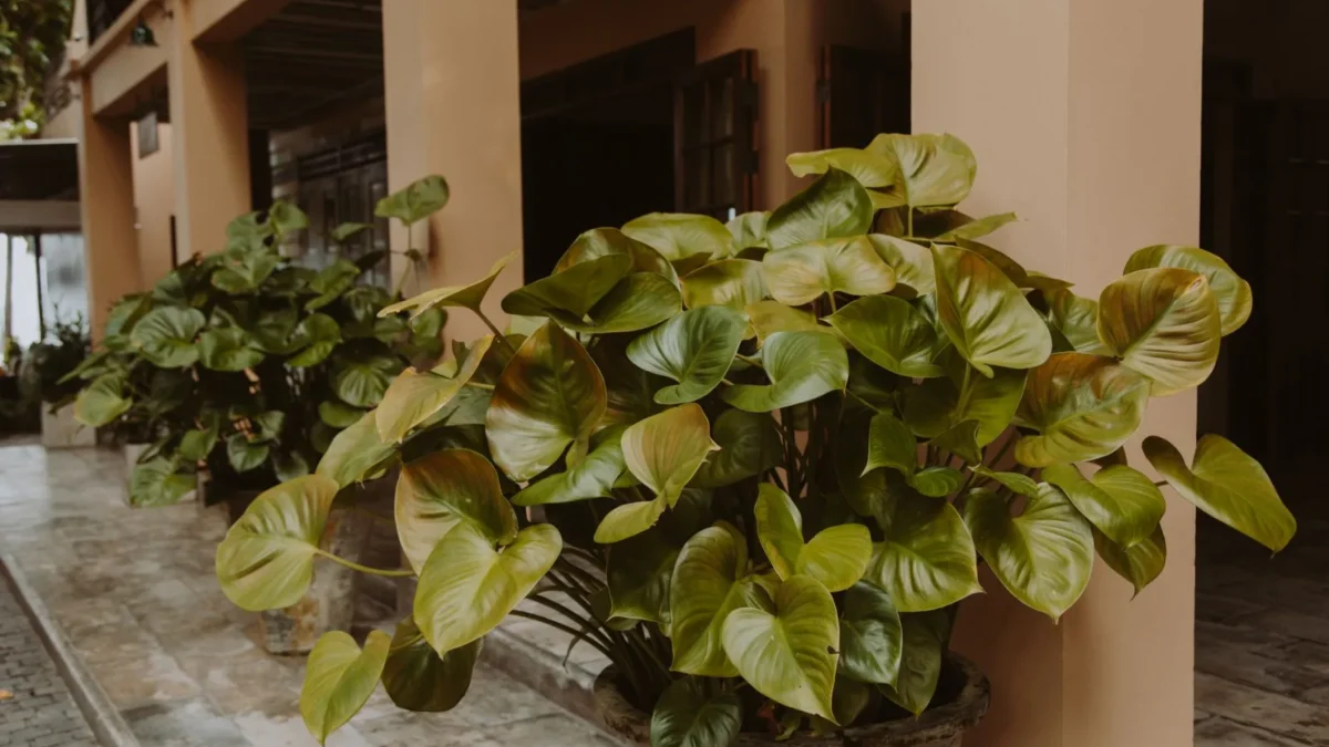 How to Propagate Heartleaf Philodendron from Cuttings