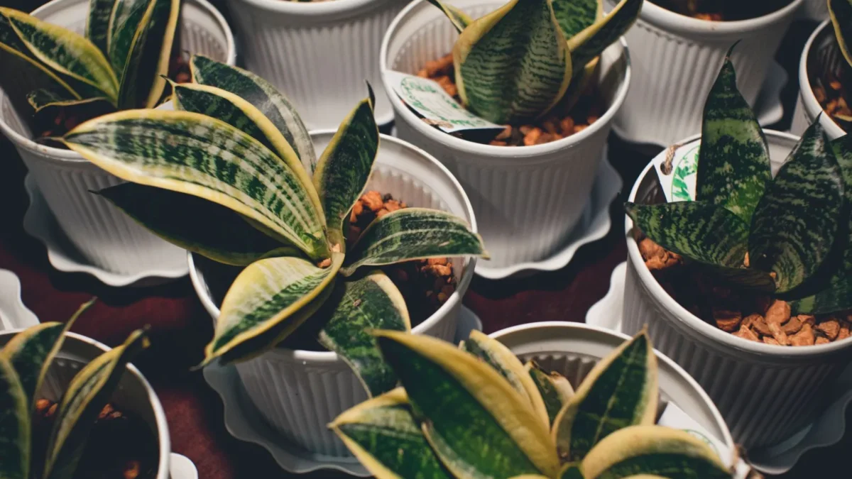 How to Propagate Snake Plant: Water, Soil, and Leaf Cuttings