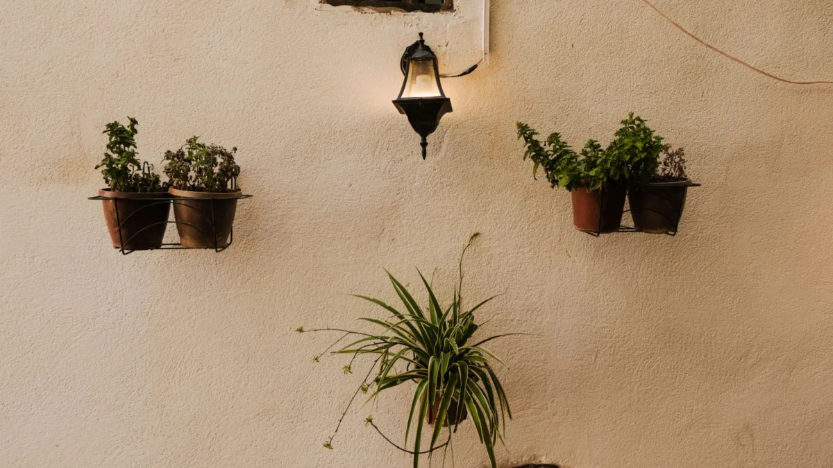 How to Propagate Spider Plant Babies in Water or Soil