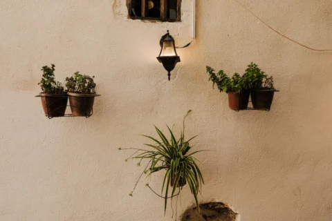 Spider Plant