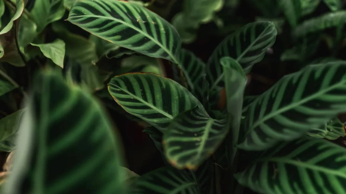 Is Calathea Toxic to Cats and Dogs?