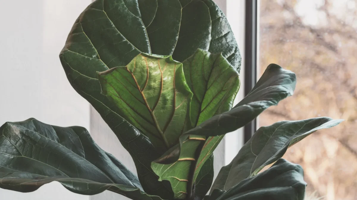 Is Fiddle Leaf Fig Toxic to Cats and Dogs?
