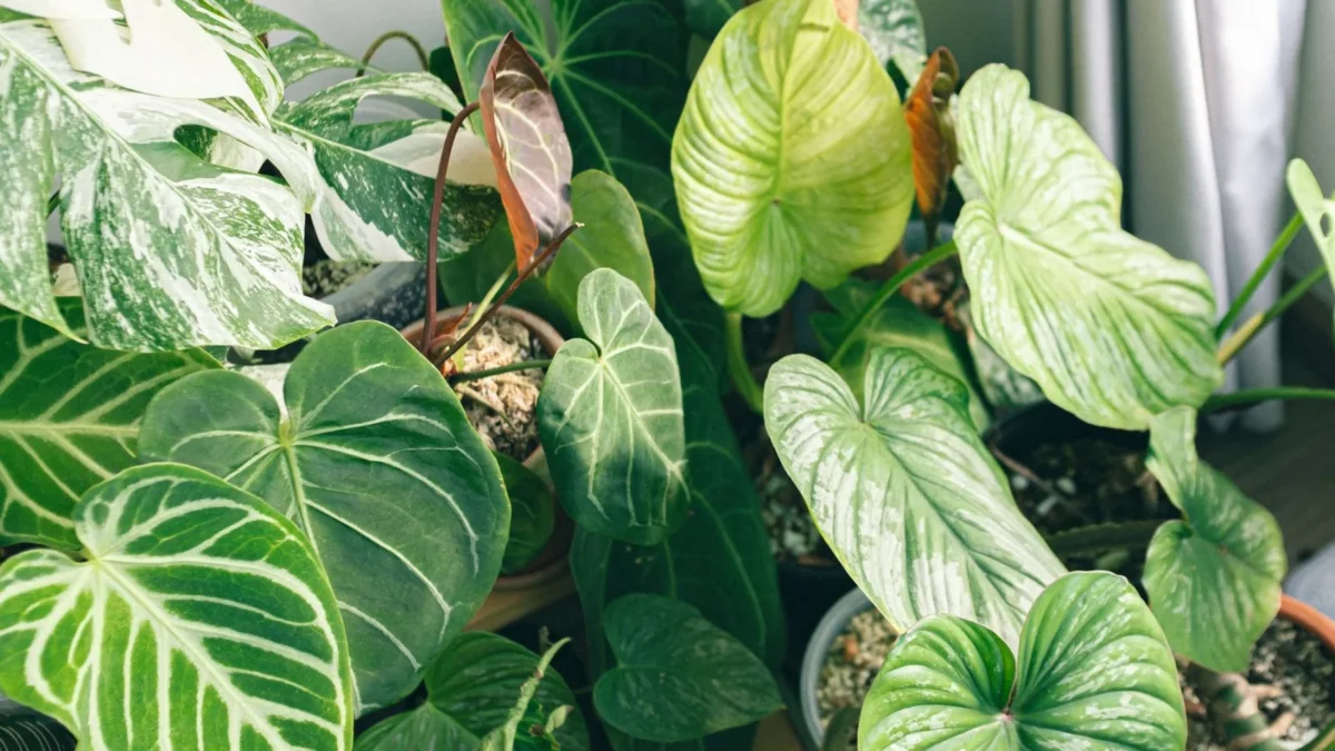 Is Heartleaf Philodendron Toxic to Cats and Dogs?