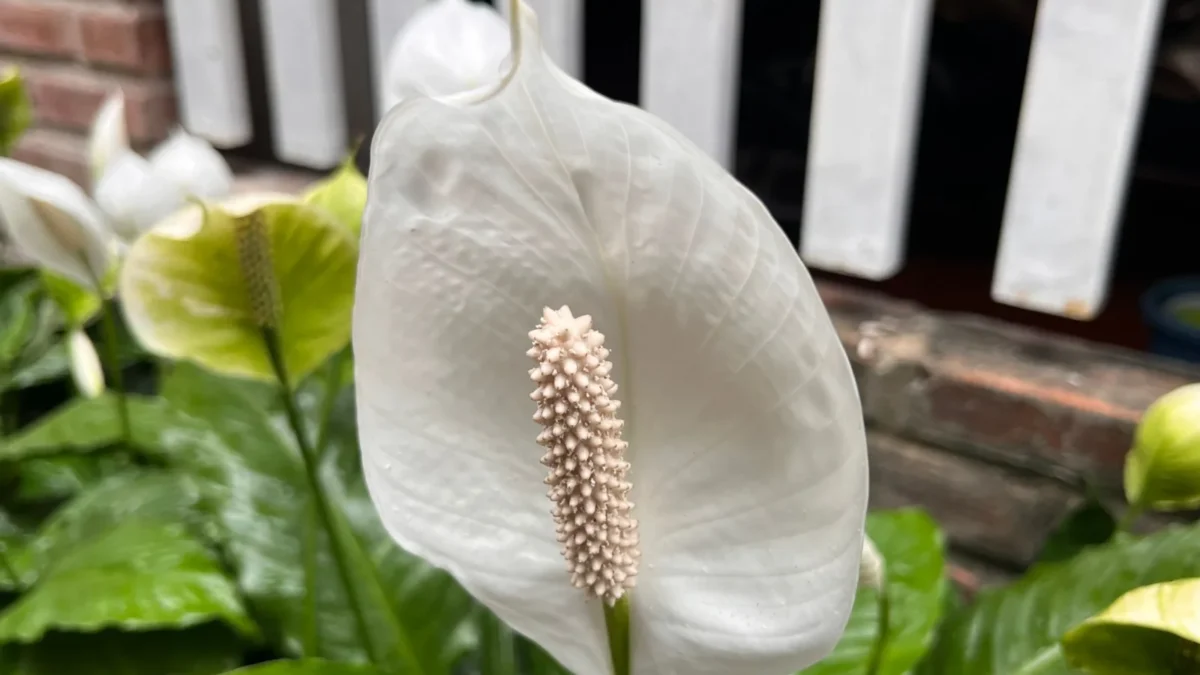 Is Peace Lily Toxic to Cats and Dogs?