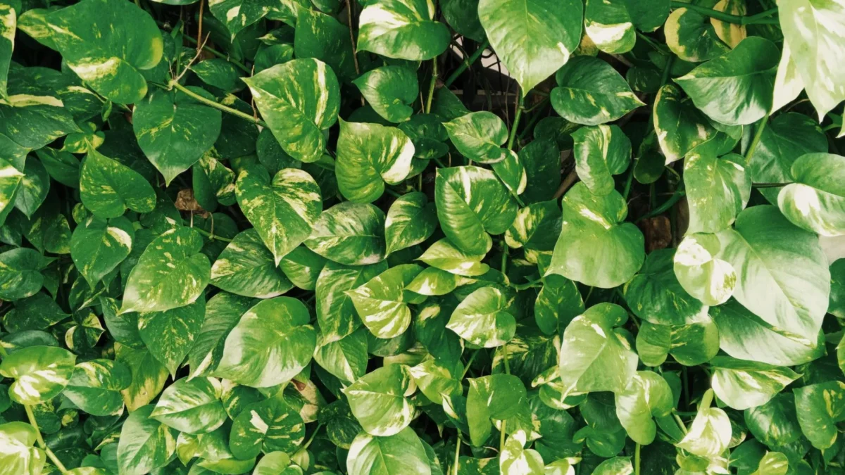 Is Pothos Toxic to Cats and Dogs?