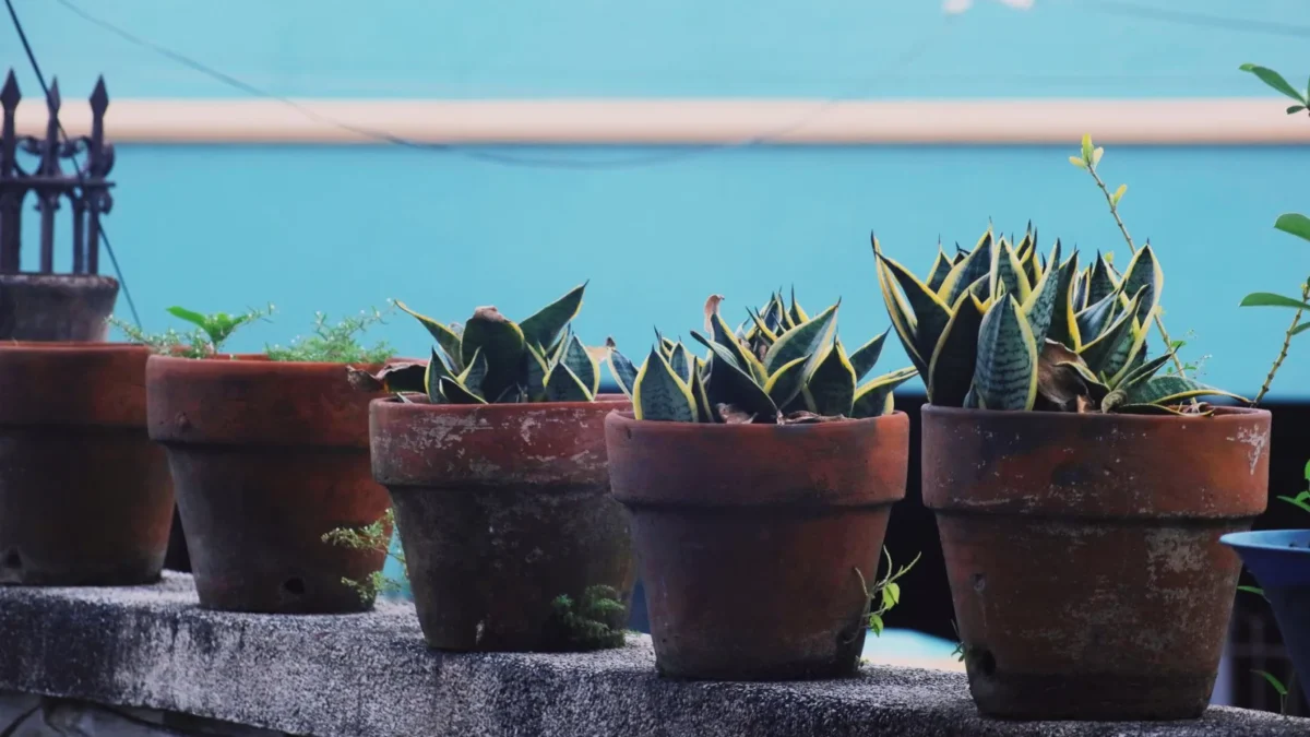 Is Snake Plant Toxic to Cats, Dogs, and Humans?