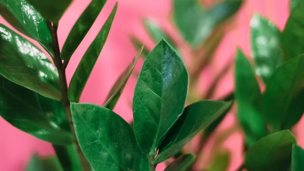 Is ZZ Plant Toxic to Cats and Dogs?