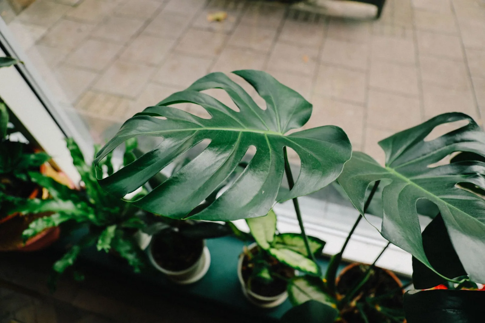 Monstera Care: The Complete Guide - 2