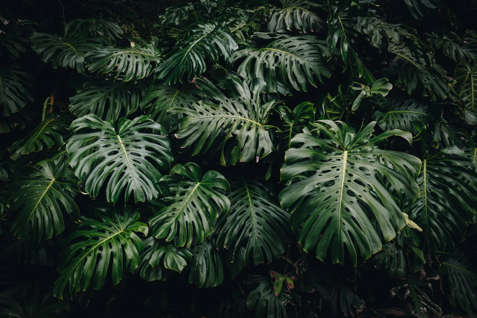 Monstera Care: The Complete Guide - 3