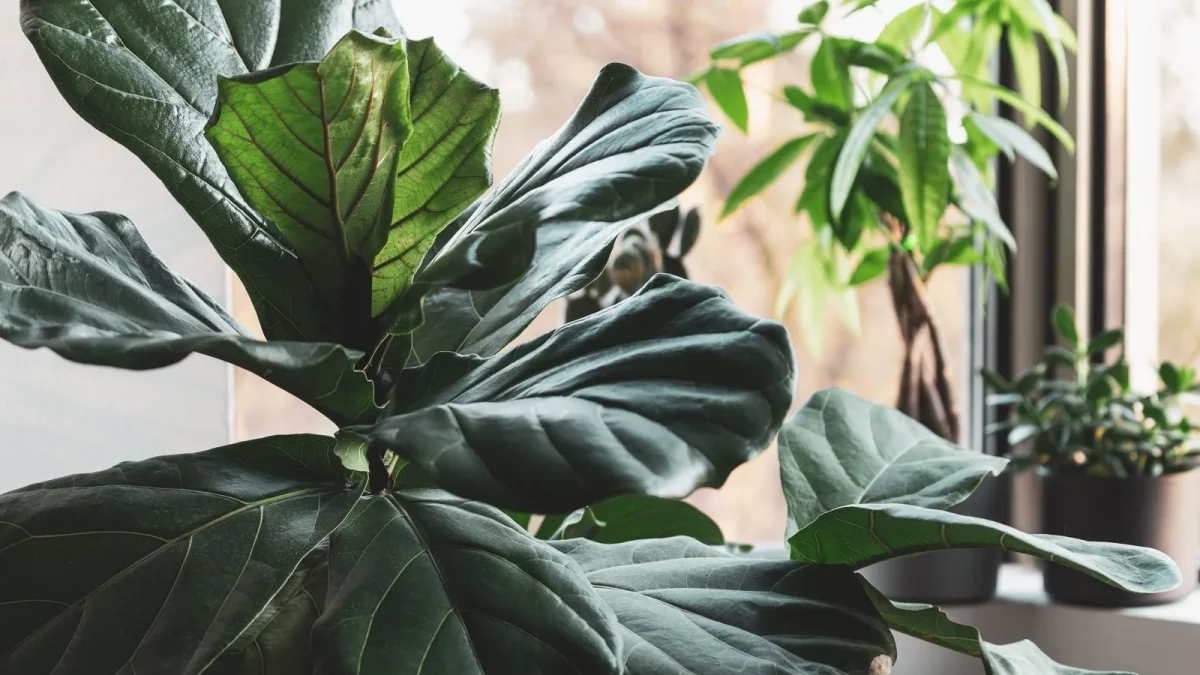 Fiddle Leaf Fig