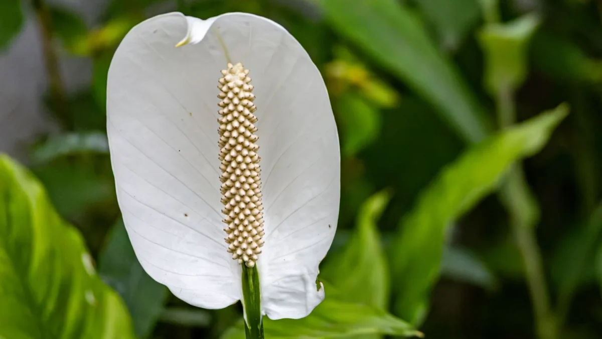 Peace Lily Care: The Complete Guide