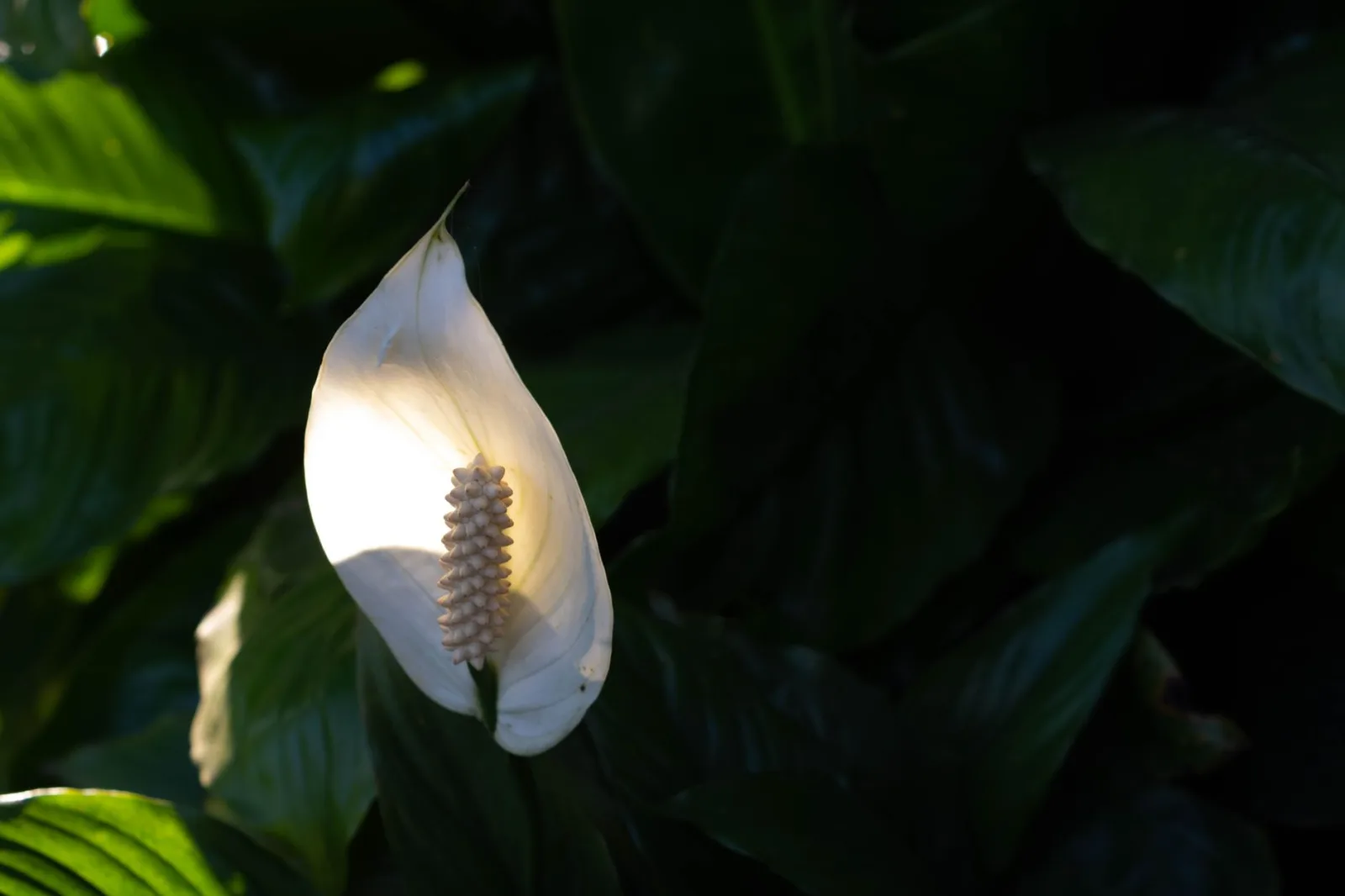 Peace Lily Care: The Complete Guide - 2