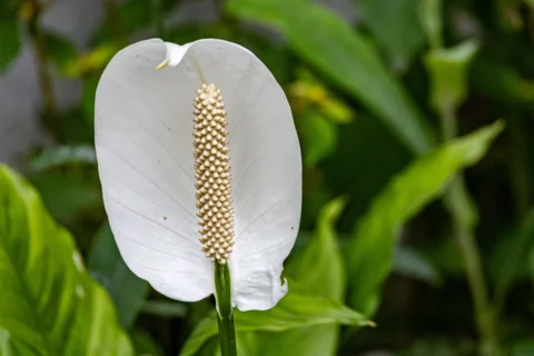 Peace Lily