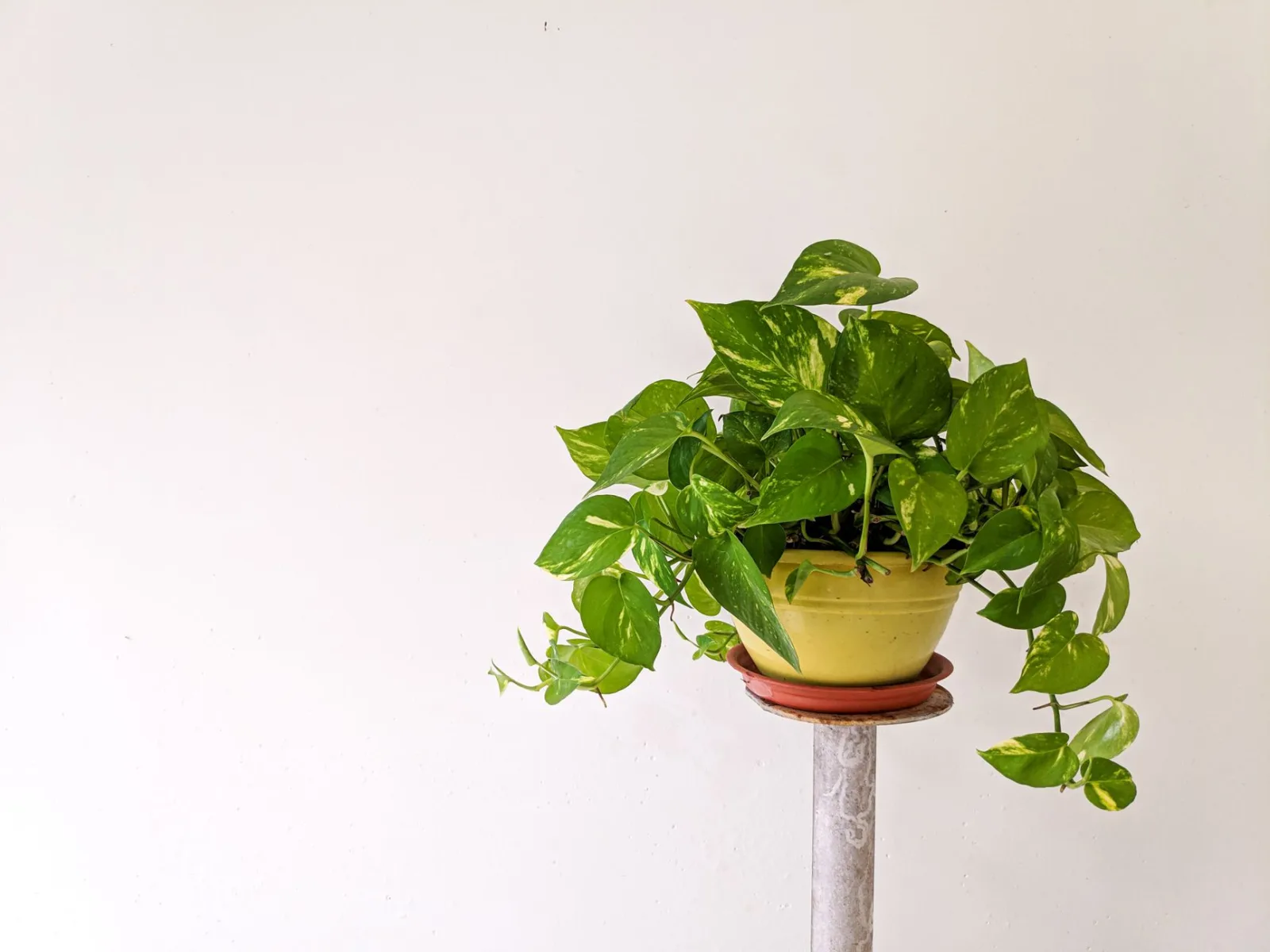 Pothos Care: The Complete Guide - 2