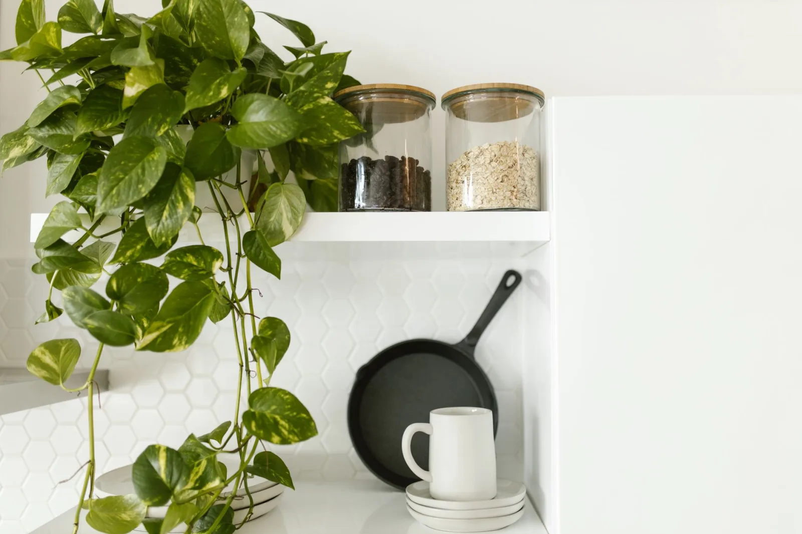 Pothos Care: The Complete Guide - 3