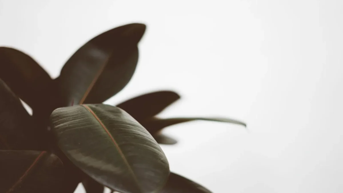 Rubber Plant Care: The Complete Guide