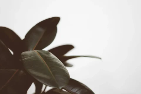 Rubber Plant