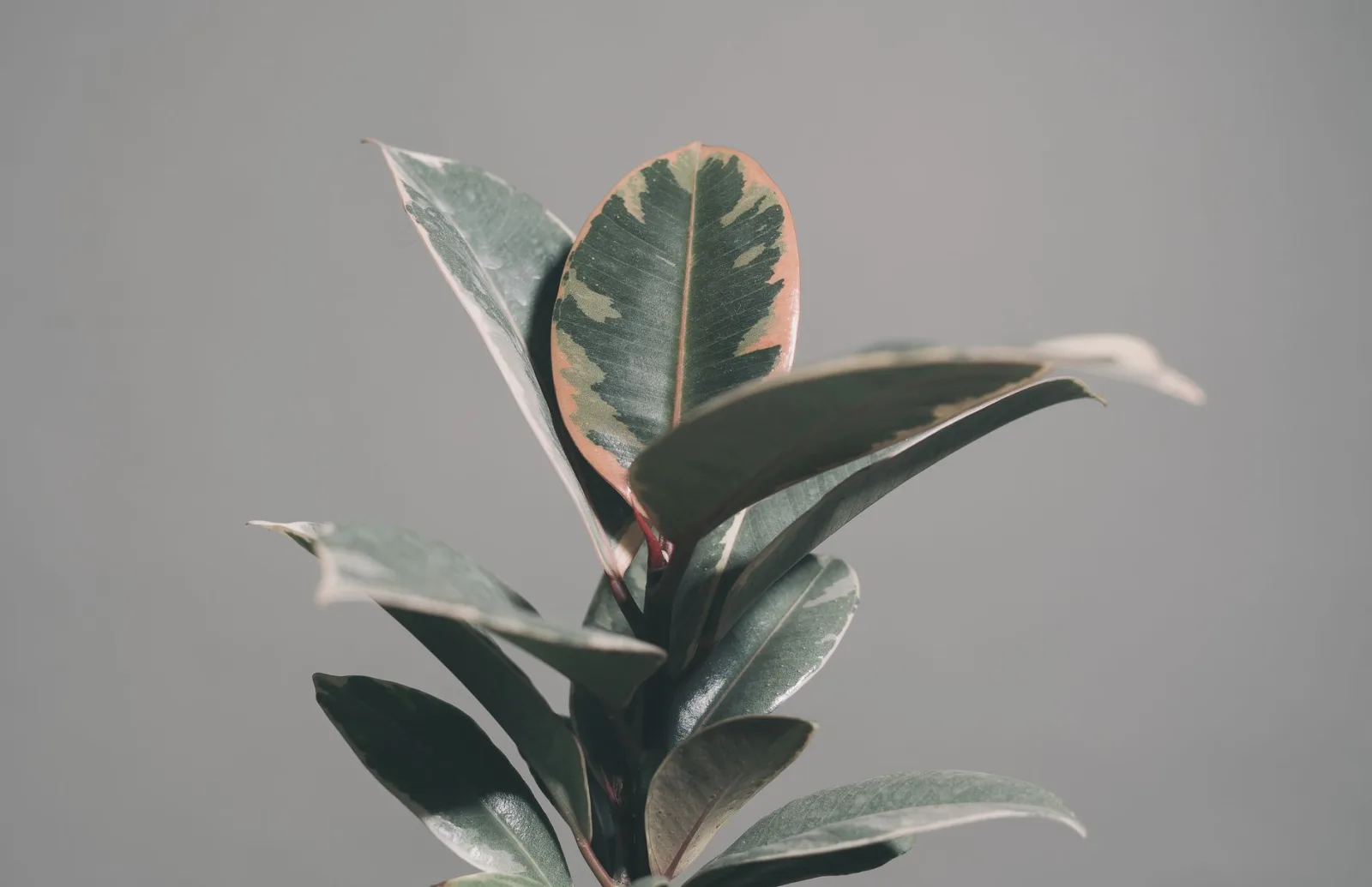 Rubber Plant Care: The Complete Guide - 2