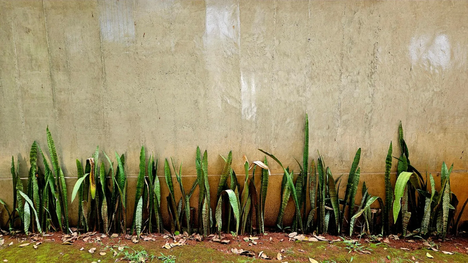 Snake Plant Care: The Complete Guide - 2