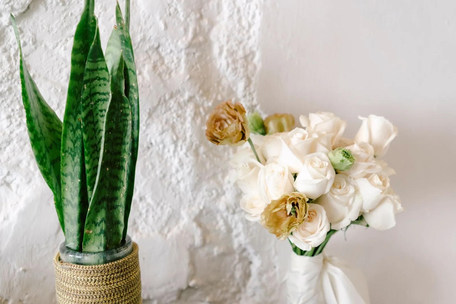 Snake Plant Care: The Complete Guide - 3