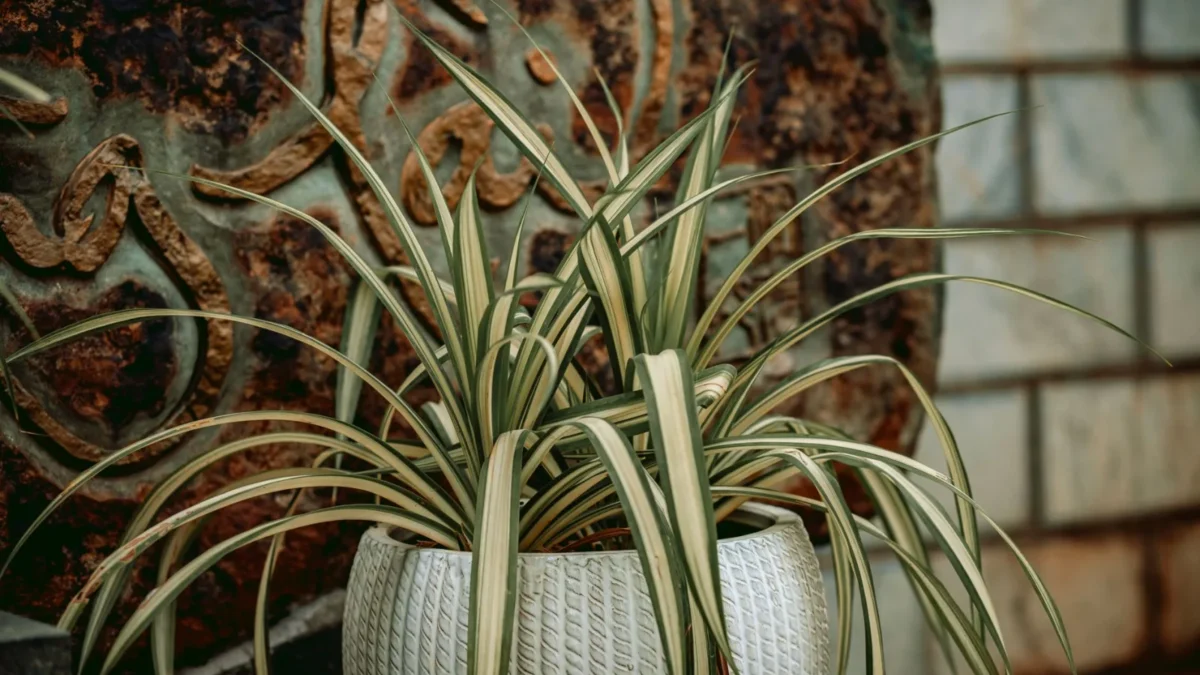 Spider Plant Care: The Complete Guide