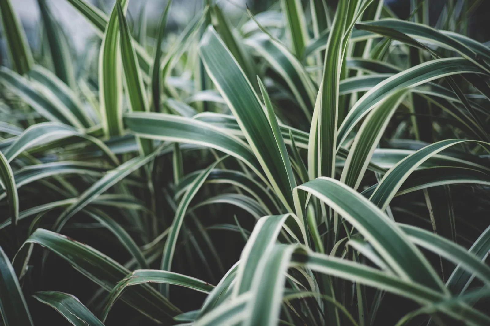 Spider Plant Care: The Complete Guide - 2