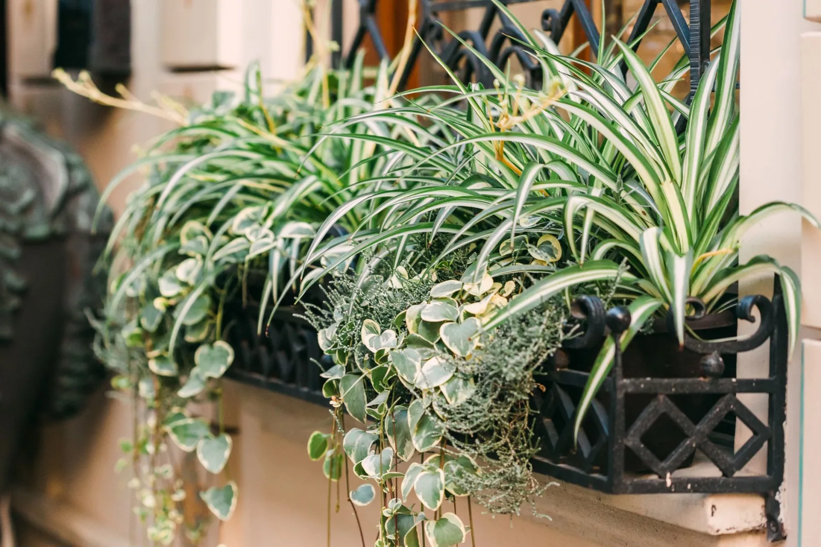 Spider Plant Care: The Complete Guide - 3