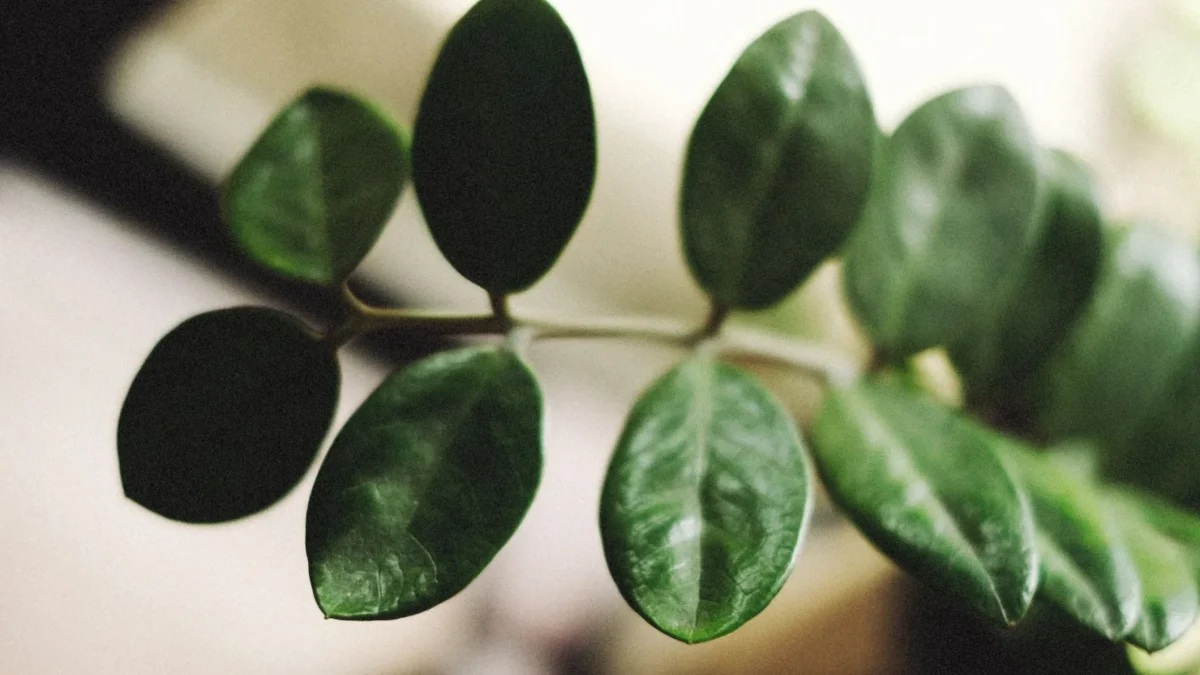 What Light Does a ZZ Plant Need to Thrive?