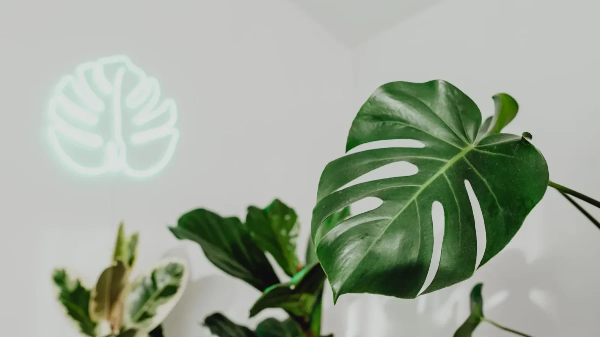 What Light Does Your Monstera Really Need?